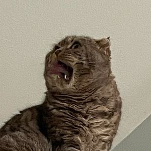 Meet your Posher, Hailey